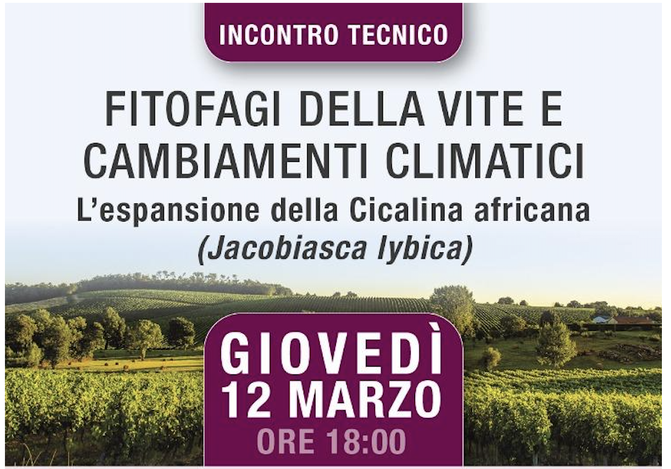 FITOFAGI DELLA VITE E CAMBIAMENTI CLIMATICI: L’ESPANSIONE DELLA CICALINA AFRICANA (JACOBIASCA LYBICA)